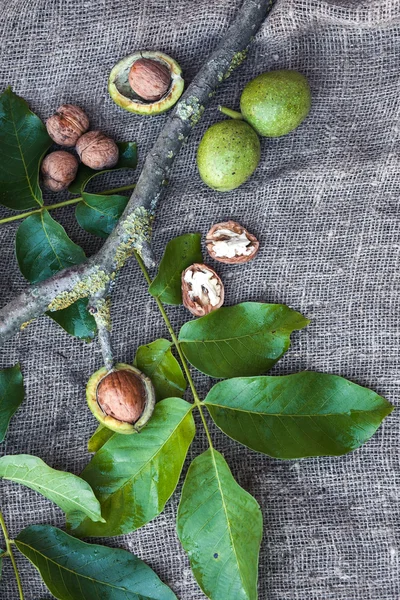 Зеленые и спелые грецкие орехи. Листья ореха. Пространство для текста — стоковое фото