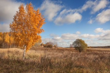 Mavi gökyüzü ve sonbahar ağaçlar