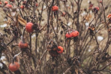 köpek gül ağacı sonbahar arka plan