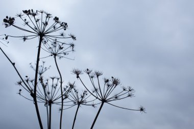 Sonbahar gökyüzü bir arka plan üzerinde çim