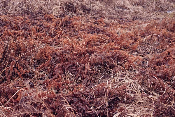 Pradera de hierba en el otoño — Foto de Stock