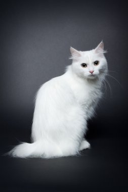 Koyu arka plan üzerinde beyaz bobtail kedi yavrusu