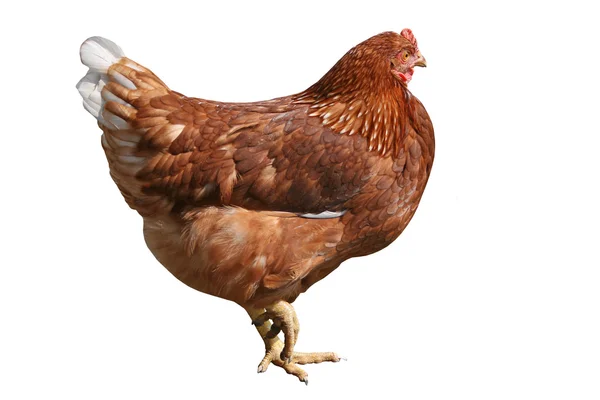 Kurczak jest stojący na białym tle — Zdjęcie stockowe