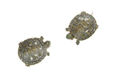 Two turtles on white background clipart