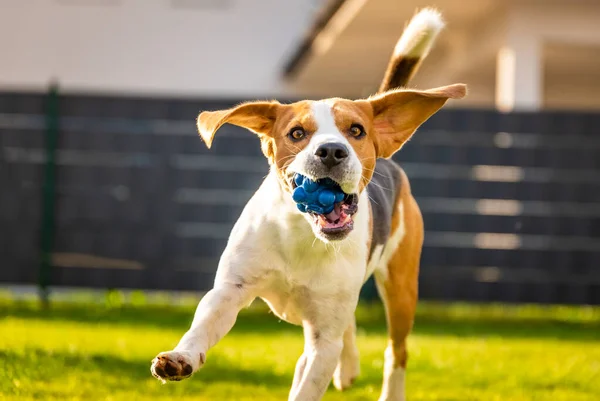 Beagle Hund Auf Gras Läuft Mit Blauem Ball Durch Garten — Stockfoto