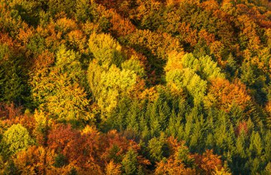 Avusturya 'nın güney Styria Green Hart' ındaki sonbahar ormanlarının hava manzarası. Klonolorfull dağlık ormanlardaki yürüyüş yollarına bak.