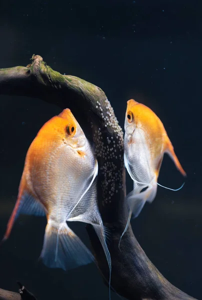 Pair of Gold Pterophyllum Scalare in aqarium, yellow angelfish lays its eggs. — Stock Photo, Image