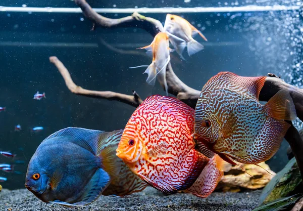 Coloridos peces de las piezas Symphysodon discus en el acuario. — Foto de Stock