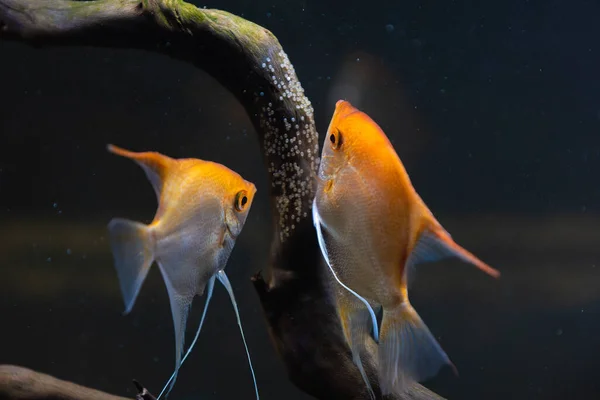 Пара золотых птерофиллов чешуя в аквариуме, желтые ангелы откладывают яйца. — стоковое фото