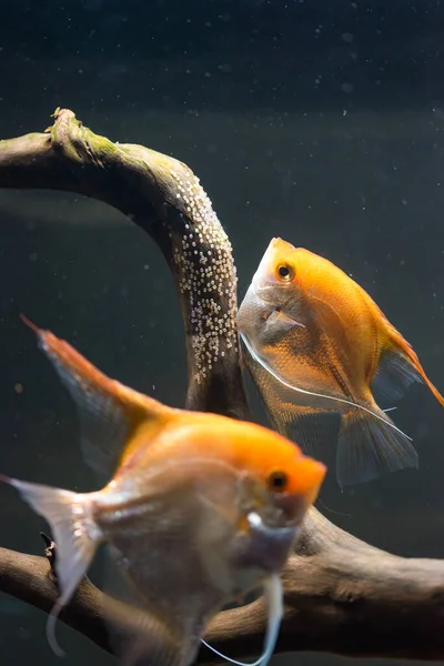 Par de Pterophyllum Scalare oro en aqarium, pez ángel amarillo pone sus huevos. — Foto de Stock