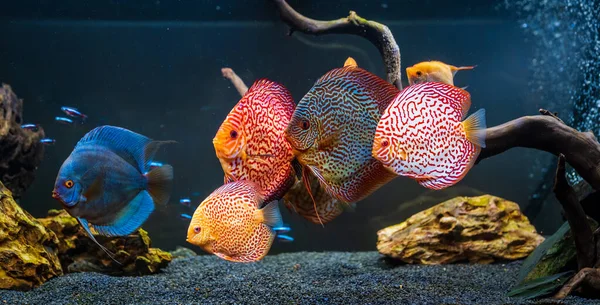 Kleurrijke vissen van de spieces Symphysodon discus in aquarium. — Stockfoto