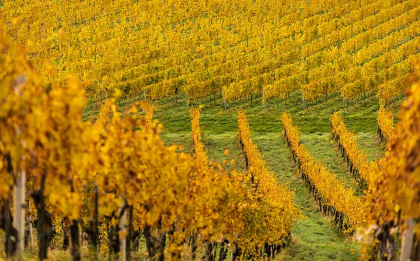 Jižní Styria Vinice Krajina Toskánsko Rakouska Východ Slunce Podzim Barevné — Stock fotografie