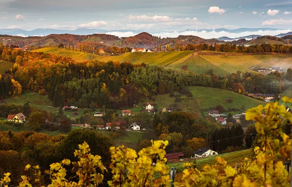 Vignobles Styrie Sud Paysage Toscane Autriche Lever Soleil Automne Arbres — Photo