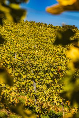Üzüm bağı bağları sıraları. Sonbahar manzarası. Avusturya Güney Styria. Sonbahar Üzüm bağlarının Arkaplanı.