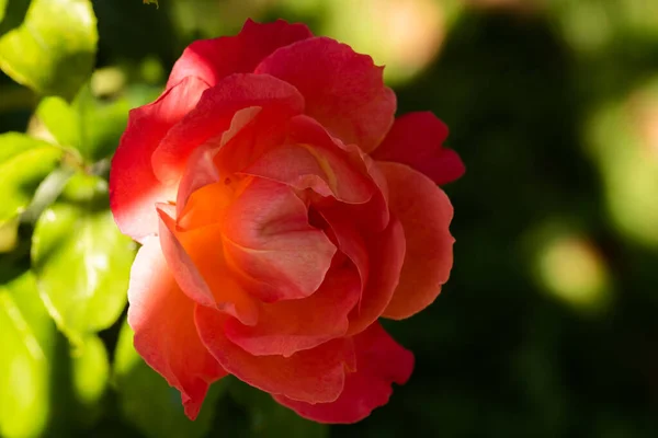Rote Rosen Nahaufnahme Freien Teilweise Sonnenhintergrund Florales Thema Kopierraum — Stockfoto