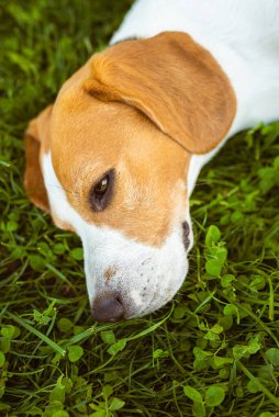 Beagle köpek yaz güneşinden saklanarak çim üzerinde gölgede yatan . Yaz geçmişi. Yaz sıcağında yorgun.