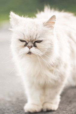 White persian cat with black Tear Stains under eyes. Cat portrait in nature. Cat eye care concept
