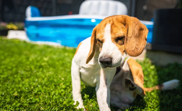 Beagle dog scratching himself in garden. Dog on grass in shade. Skin rush concept