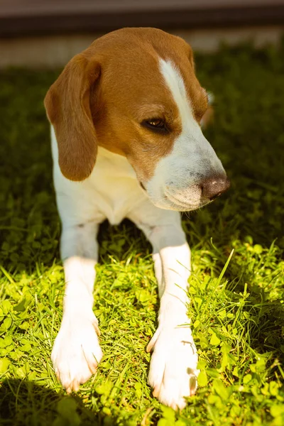 Pies Gończy Leżący Cieniu Trawie Ukrywający Się Przed Letnim Słońcem — Zdjęcie stockowe