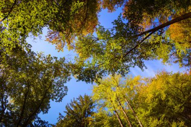 Cowns of trees in autumn against blue sky background. Season concept