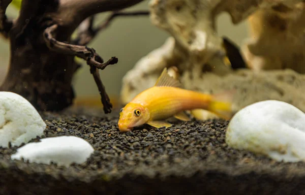 黄色の中国の藻類の食べる人 水槽の水槽の下の洗浄でGrynocheilus水族館の概念 — ストック写真