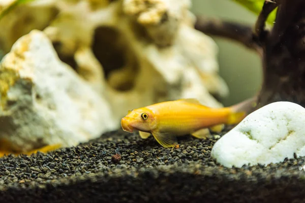 Yellow Chinese Algaey Eater Gyrinocheilus Fishtank Cleaning Bottom Tank Aquaria — Stock Photo, Image