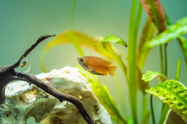 Honey Gourami Trichogaster Chuna Tropical Aquarium Fish Fish Tank Colorfull — Stock Photo, Image