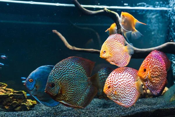 Colorful Fish Spieces Symphysodon Discus Aquarium Closeup Adult Fish — Stock Photo, Image