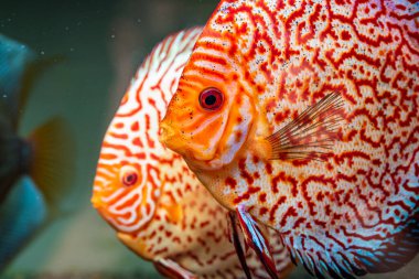 Akvaryumdaki Symphysodon disklerinden renkli balıklar. Akvaryum teması.