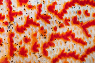 Spieces Symphysodon disk deri desenindeki renkli balıkların makro detayları. Akvaryum teması.