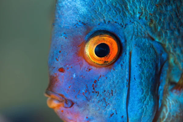 Closup Blue Diamond Discus Fish Detailed Mouth Eye View Fishkeeping — Stock Photo, Image