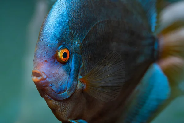 Closup Του Blue Diamond Discus Ψάρια Λεπτομερή Θέα Στο Στόμα — Φωτογραφία Αρχείου