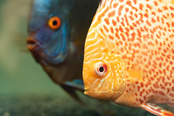 Colorful Fish Spieces Symphysodon Discus Aquarium Aquaristic Theme — Stock Photo, Image