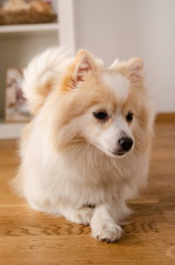 Pomeranya köpek cinsinden bir köpek yerde yatıyor, arka planda. Köpek konsepti