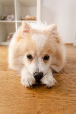 Pomeranya köpek cinsinden bir köpek yerde yatıyor, arka planda. Köpek konsepti