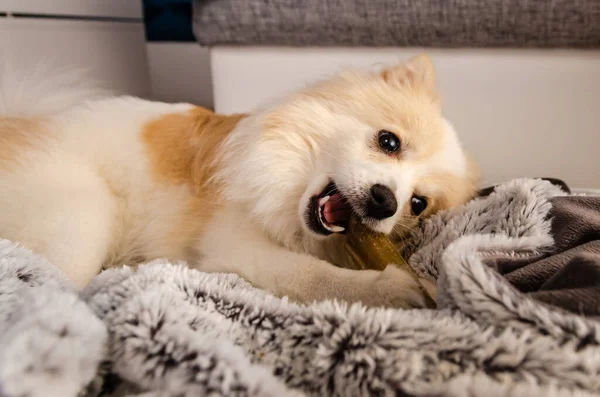 Pomeranian dog lying on blanket and chewing a dog treat bone. Puppy tooth itch concept