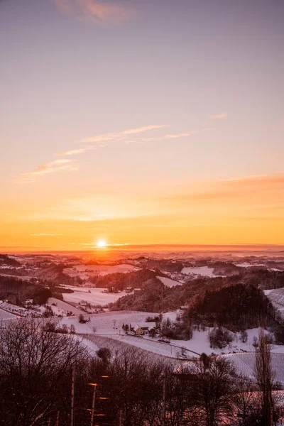 Styria Avusturya Slovenya sınırında kışın gün doğumunda karlı üzüm bağı. — Stok fotoğraf