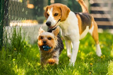 Şirin Yorkshire Teriyeri köpeği ve av köpeği arka bahçede birbirlerini yiyorlar..