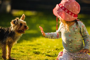 Bahçede yeşil çimlerde Yorkshire köpeği olan bir çocuk eğleniyor..