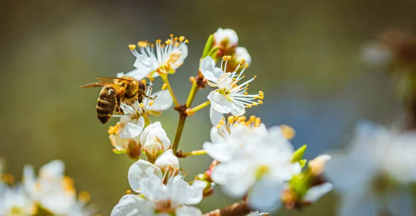 Closeup de uma abelha de mel reunindo néctar e espalhando pólen em flores brancas na árvore de cereja. — Fotografia de Stock