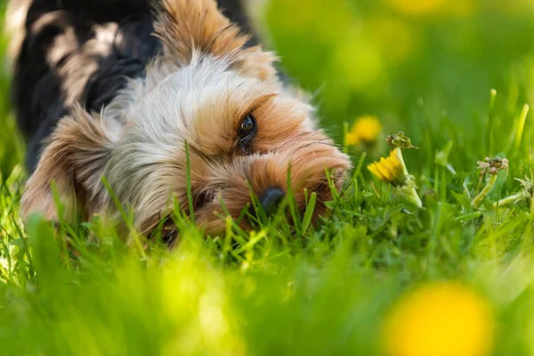 Lindo Yorkshire Terrier perro y beagle perro chese entre sí en el patio trasero. — Foto de Stock