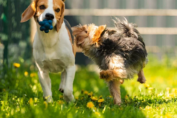 Cute Yorkshire Terrier pies i pies beagle chese siebie w podwórku. — Zdjęcie stockowe