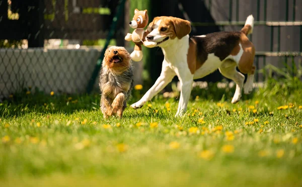Χαριτωμένο Yorkshire Terrier σκυλί και beagle σκυλί Chese ο ένας τον άλλον στην αυλή. — Φωτογραφία Αρχείου