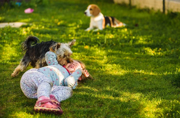 Enfant avec un chien yorkshire ona herbe verte dans la cour avoir du plaisir. — Photo