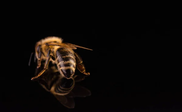 Macro abelha, isolado em fundo preto. Conceito de abelha. — Fotografia de Stock