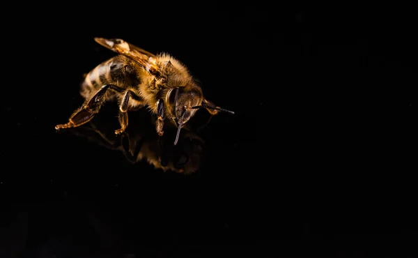 Abeja de miel macro, aislada sobre fondo negro. Concepto de abeja. — Foto de Stock