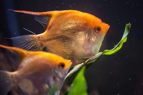 Пара золотого птерофіллуму в акваріумі, жовта риба-ангел, що охороняє яйця.. — стокове фото