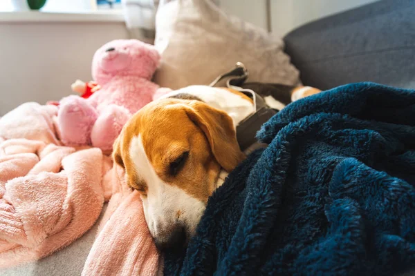 Beagle-Hund nach Spaziergang müde auf Sofa im hellen Interieur liegend — Stockfoto