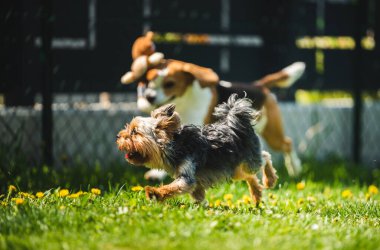 Şirin Yorkshire Teriyeri köpeği ve av köpeği arka bahçede birbirlerini yiyorlar..