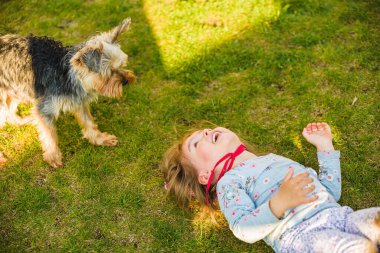 Bahçede yeşil çimlerde Yorkshire köpeği olan bir çocuk eğleniyor..
